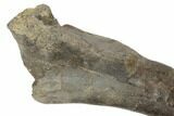 Fossil Ornithomimid (Struthiomimus?) Femur on Stand - Montana #196696-3